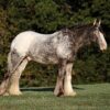 Appalossa Horse for sale