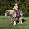 Roan-Red Appalossa Colored Horse