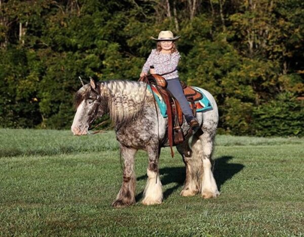 Roan-Red Appalossa Colored Horse