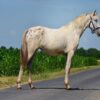 white appaloosa horse