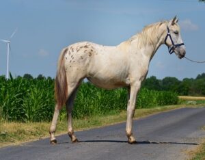 white appaloosa horse