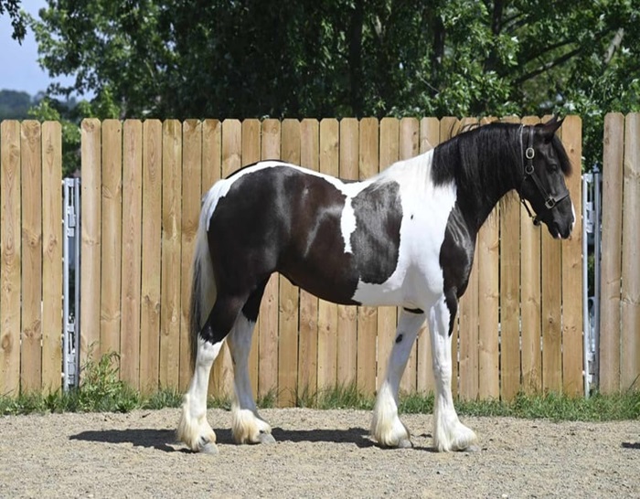 Desty (Friesian horse) - crossvalleyranch