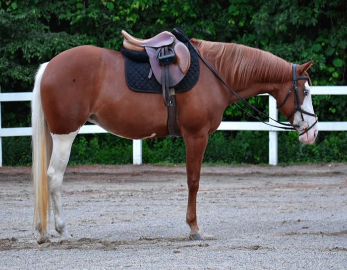 Cheeks (Paint Horse) - crossvalleyranch