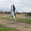 Princess (Irish Sport Horse)