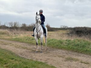 Princess (Irish Sport Horse)
