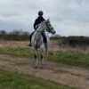 Princess (Irish Sport Horse)