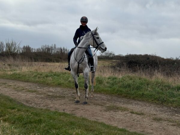 Princess (Irish Sport Horse)