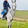 Princess (Irish Sport Horse)