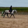 Purdie ((British Warmblood Horse)
