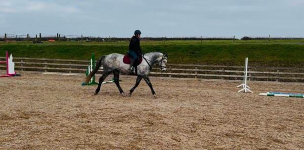 Purdie ((British Warmblood Horse)