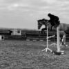 Purdie ((British Warmblood Horse)