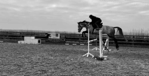 Purdie ((British Warmblood Horse)