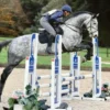 Purdie ((British Warmblood Horse)