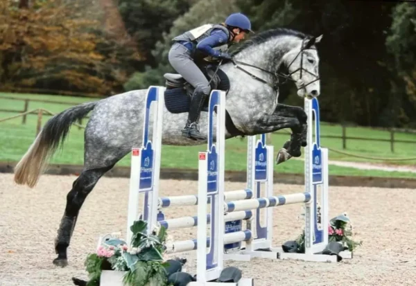 Purdie ((British Warmblood Horse)