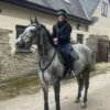 Purdie ((British Warmblood Horse)