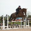 George (Throughbred)