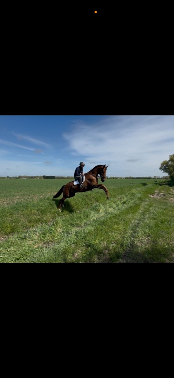 George (Throughbred)