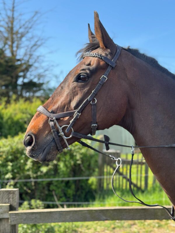 Rupert (Throughbred)