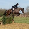 Rupert (Throughbred)