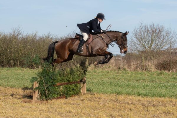 Rupert (Throughbred)